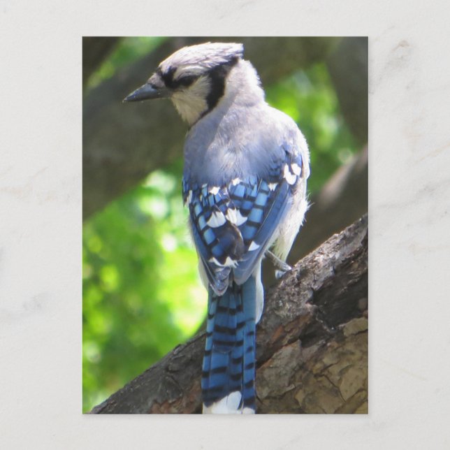 Blue Jay Vykort (Framsida)