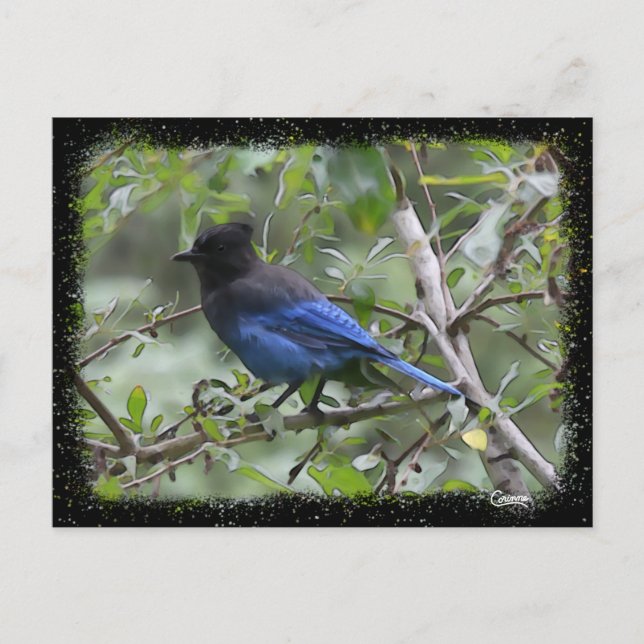 Blue Jay - vykort (Framsida)