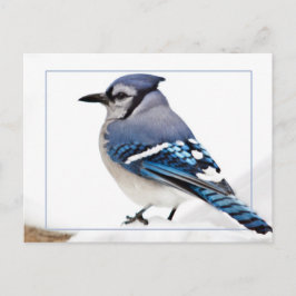 Blue Jay Vykort