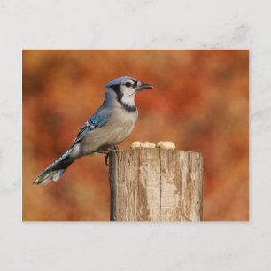 Blue Jay Vykort