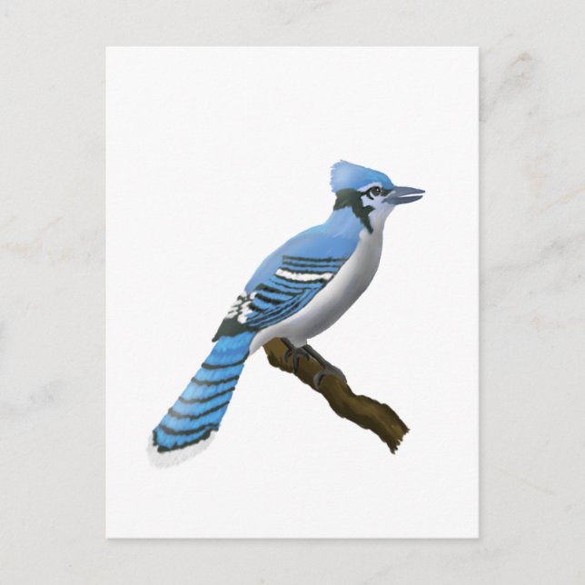 Blue Jay Vykort (Framsida)