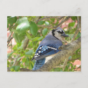 Blue Jay Vykort