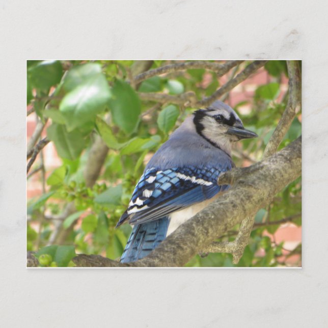Blue Jay Vykort (Framsida)