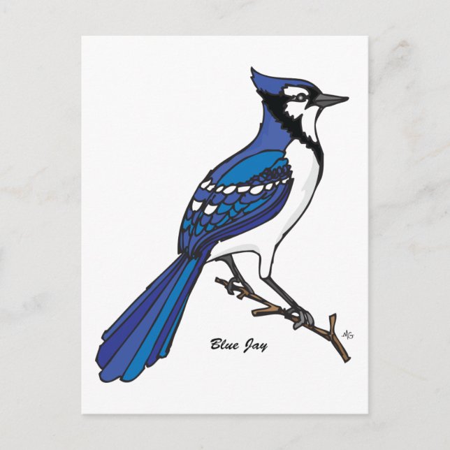 BLUE JAY VYKORT (Framsida)