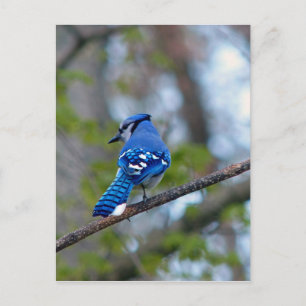 Blue Jay Vykort