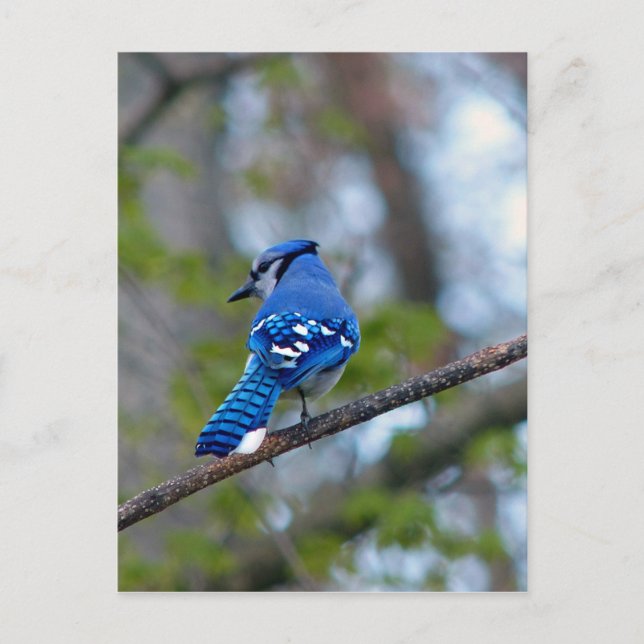 Blue Jay Vykort (Framsida)