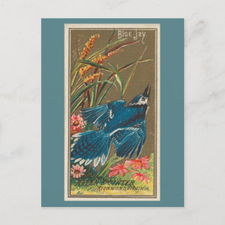 Blue Jay Vykort