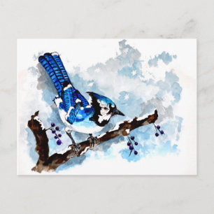 Blue Jay Winter Vykort