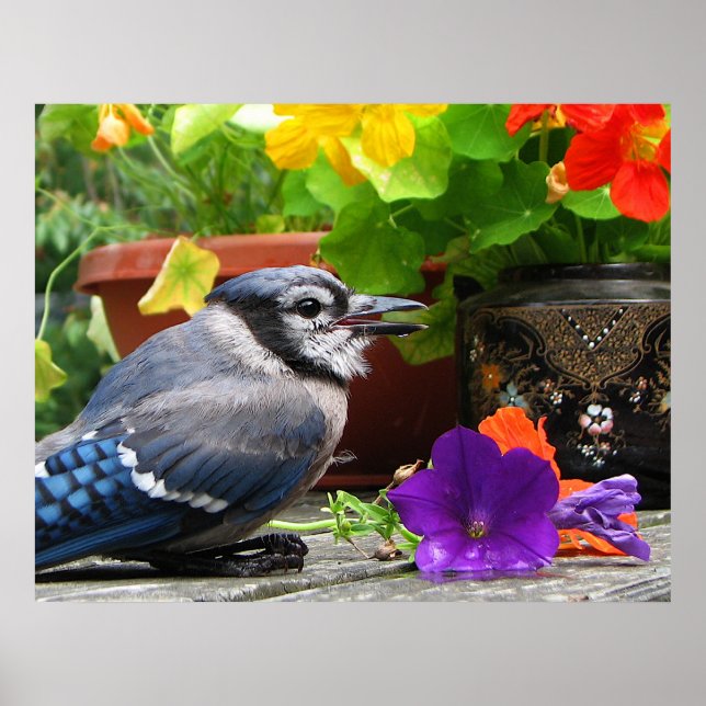 Blue Jay with Flowers Poster (Framsidan)