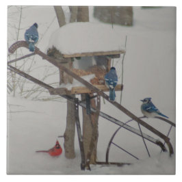 Blue Jays at Breakfast Kakelplatta