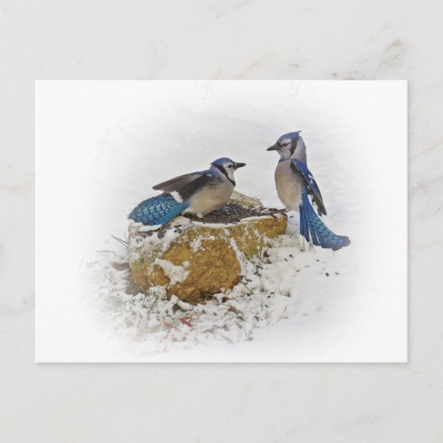 Blue Jays in Winter Vykort (Framsida)