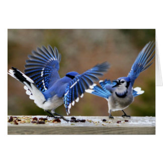 Blue Jays Squabbling under lunchen Hälsningskort