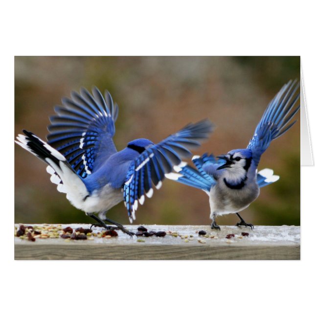 Blue Jays Squabbling under lunchen Hälsningskort (Framsidan Horizontal)