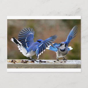 Blue Jays Vykort