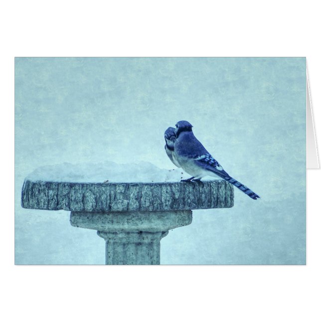 Blue Jays Winter Matar Painterly Greeting Card OBS Kort (Framsidan Horizontal)
