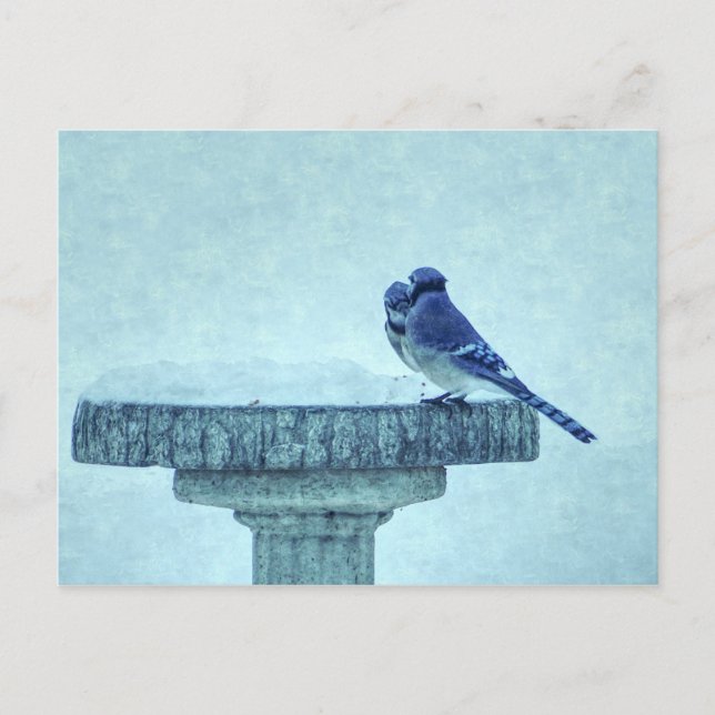 Blue Jays Winter Matar Painterly Postcard Vykort (Framsida)