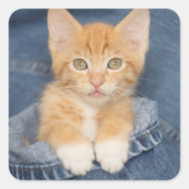 Blue Jean Baby Orange Kitten Fyrkantigt Klistermärke