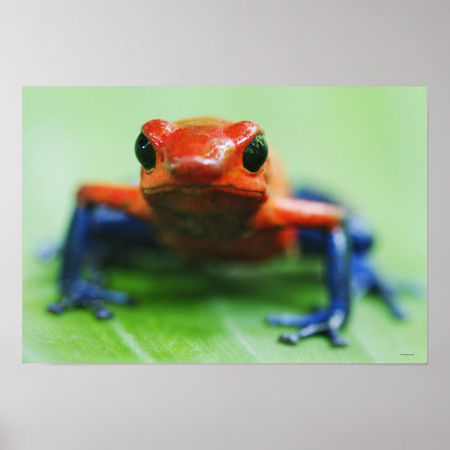 Blue Jean Frog Poster (Framsidan)