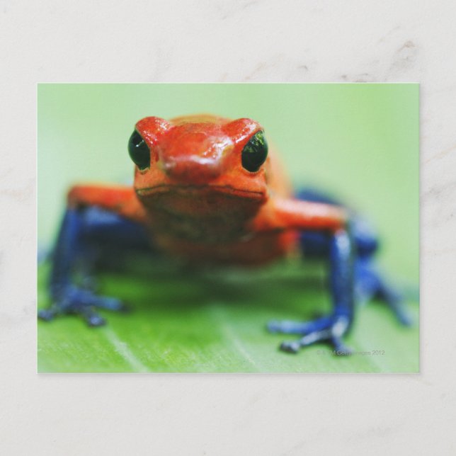 Blue Jean Frog Vykort (Framsida)
