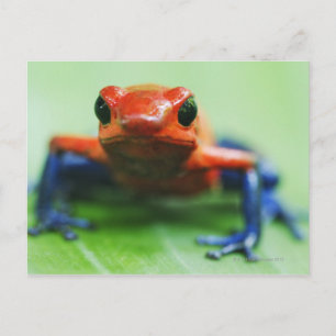 Blue Jean Frog Vykort