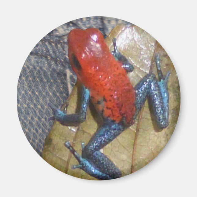 Blue Jeans Frog Magnet (Framsidan)