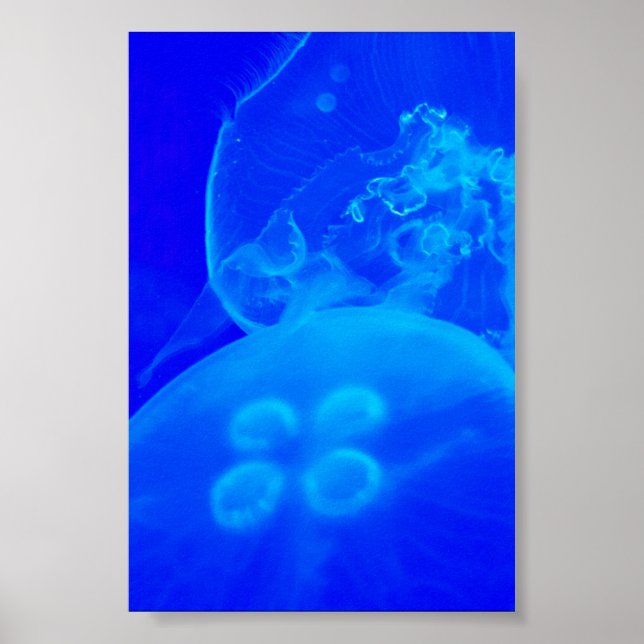 Blue Jellyfish Poster (Framsidan)