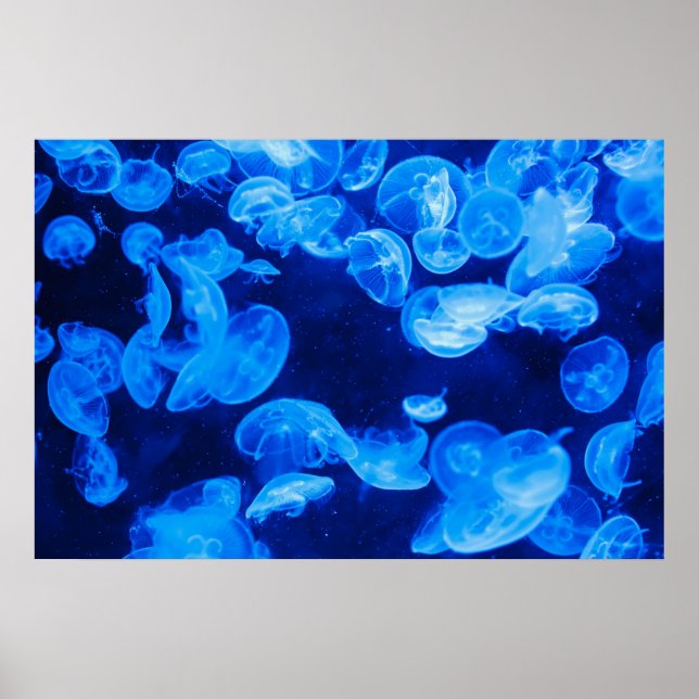 Blue Jellyfish underwater Poster (Framsidan)