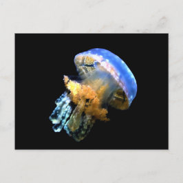 Blue Jellyfish Vykort