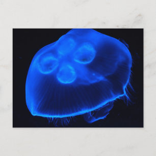 Blue Jellyfish Vykort