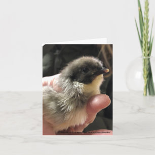 Blue Jersey Giant Chick Kort