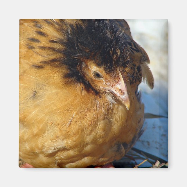 Blue Jr Magnet (Framsidan)