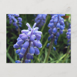 Blue Klockor Vykort