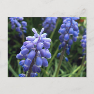 Blue Klockor Vykort