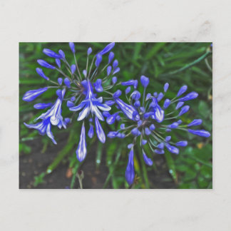 Blue klockor vykort