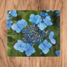 Blue Lacecap Hydrangea Blommigt