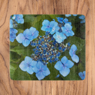 Blue Lacecap Hydrangea Blommigt