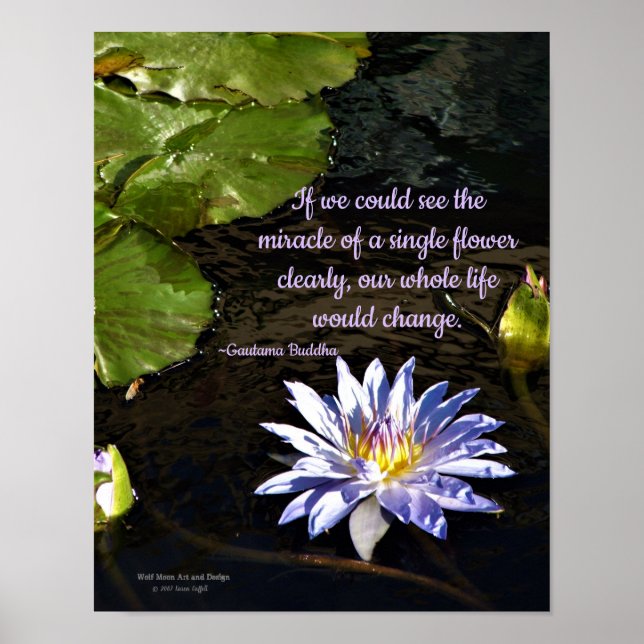 Blue Lavender Gult Center Vatten Lily Flower Poster (Framsidan)