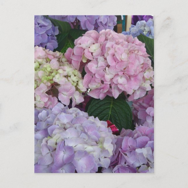 Blue Lavender Hydrangeas Vykort (Framsida)