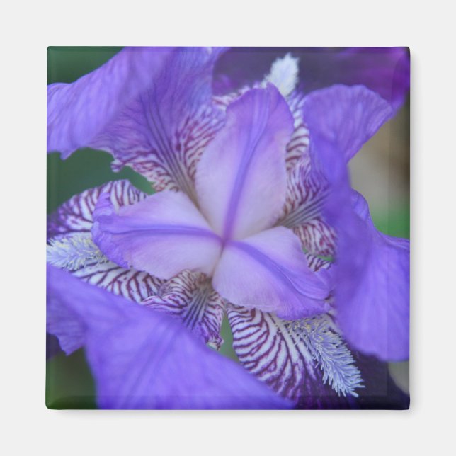 Blue Lila Iris Flower Magnet (Framsidan)