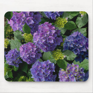 Blue lila magenta Hydrangeas Musmatta