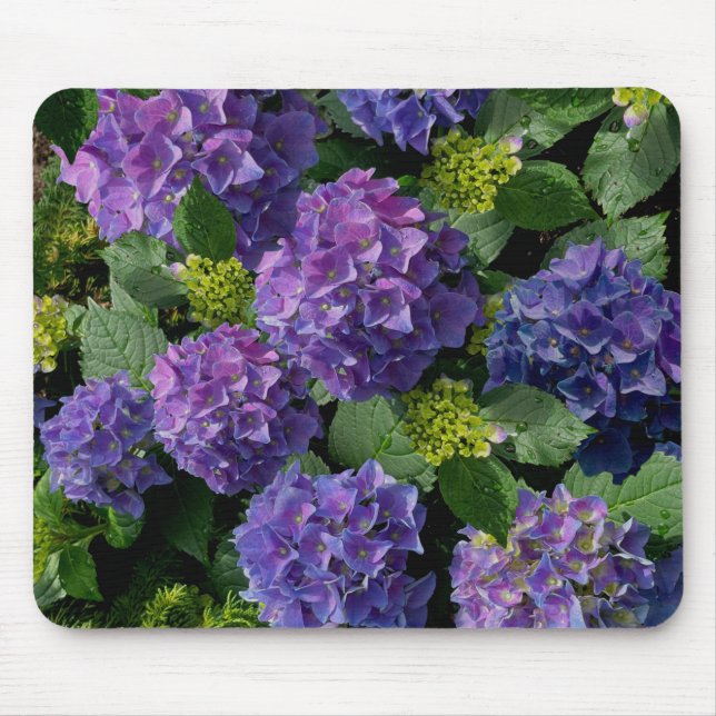 Blue lila magenta Hydrangeas Musmatta (Framsidan)