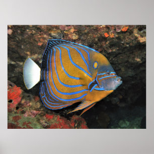 Blue Line Angelfish Poster