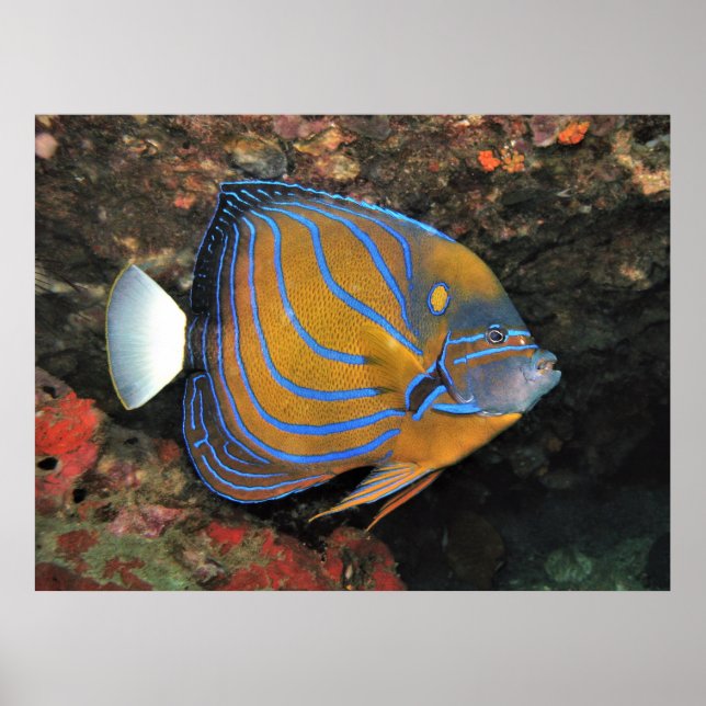 Blue Line Angelfish Poster (Framsidan)