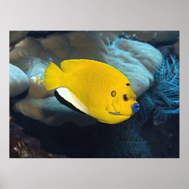 Blue Lip Angelfish Poster (Framsidan)