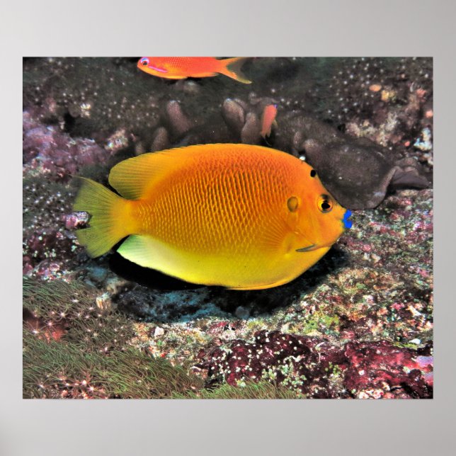 Blue Lip Angelfish Poster (Framsidan)