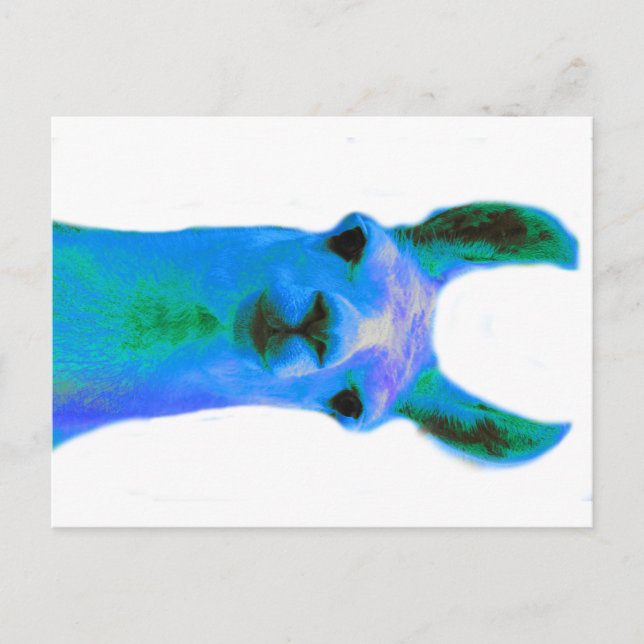 Blue Llama Graphic Vykort (Framsida)