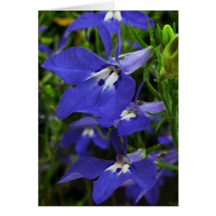 Blue Lobelia Hälsningskort