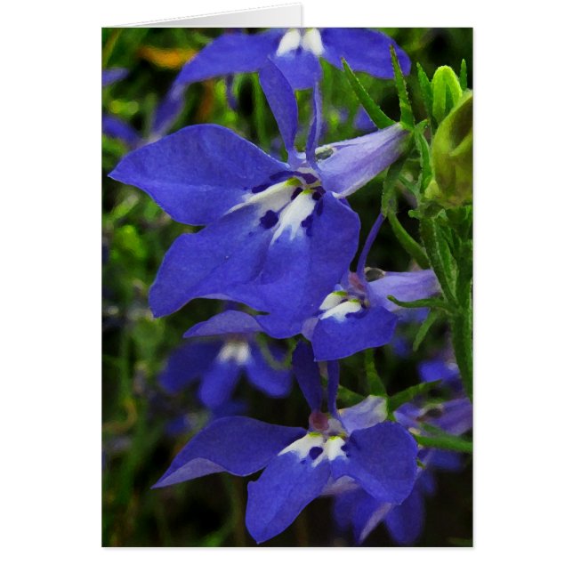 Blue Lobelia Hälsningskort (Framsidan)