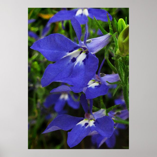 Blue Lobelia Poster (Framsidan)