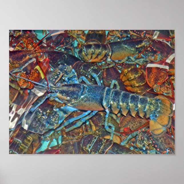 Blue Lobster, Maine Poster (Framsidan)